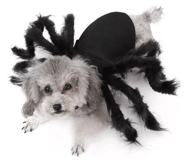 Disfraz De Araña Para Perros Y Gatos (Raza Pequeña)